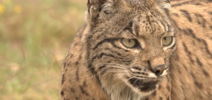 lince iberico-mariano jose